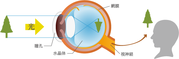ものが見えるしくみと網膜剥離